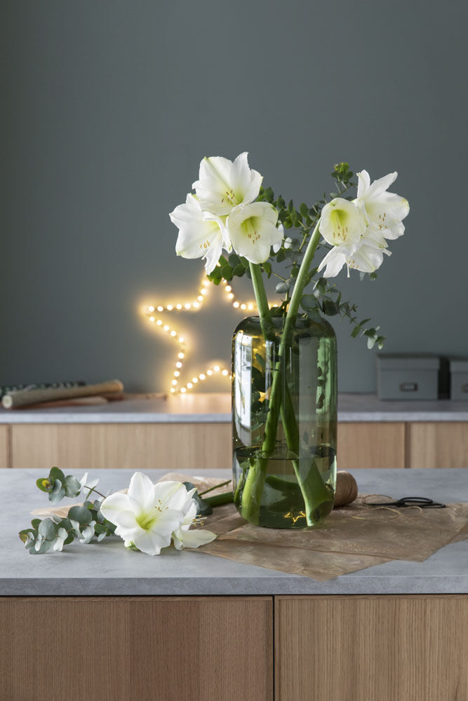 vakre hvite amaryllis med sesongens grønt vakre hvite amaryllis med sesongens grønt